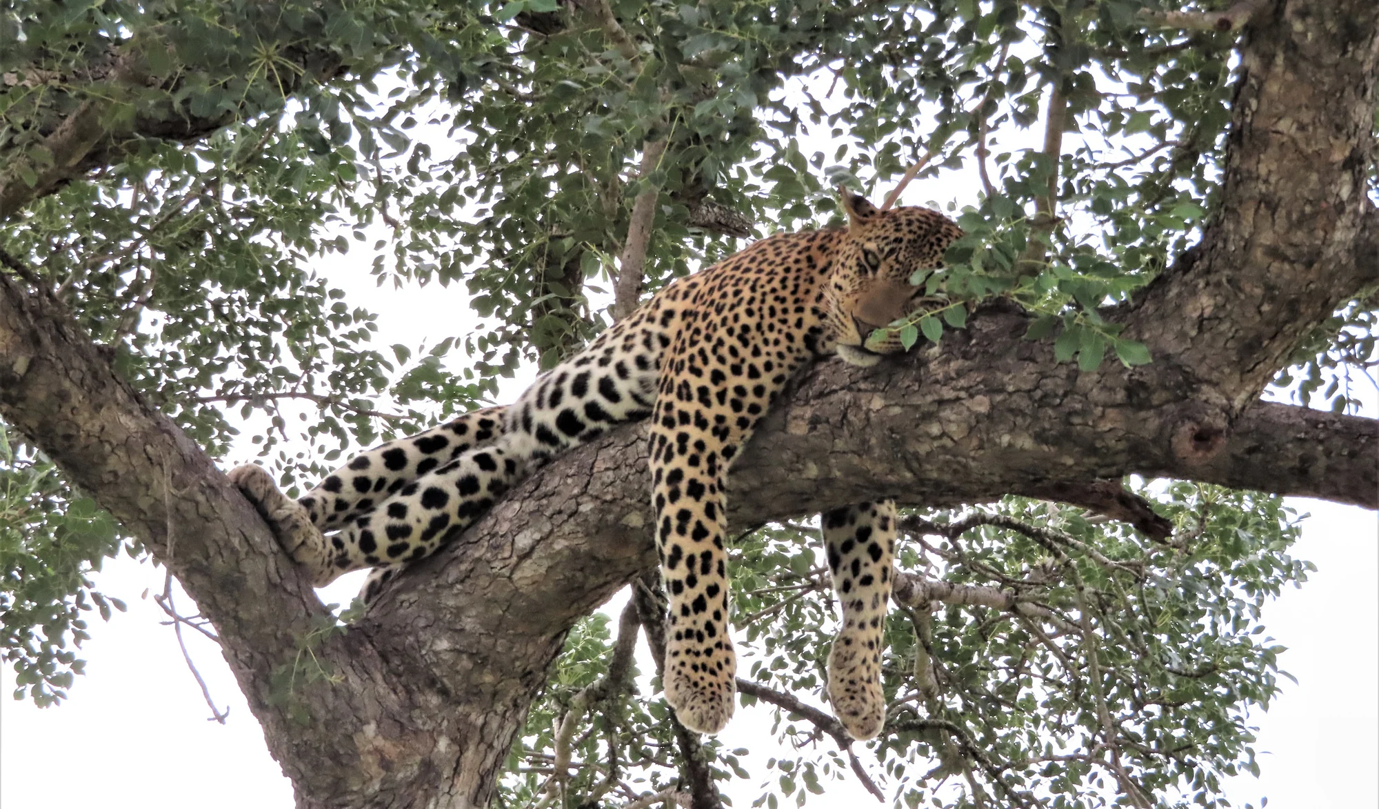 A leopard sleeping in a tree