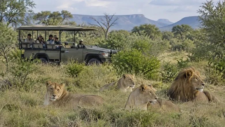 A pride of lions in long grass with a game drive vehicle behind